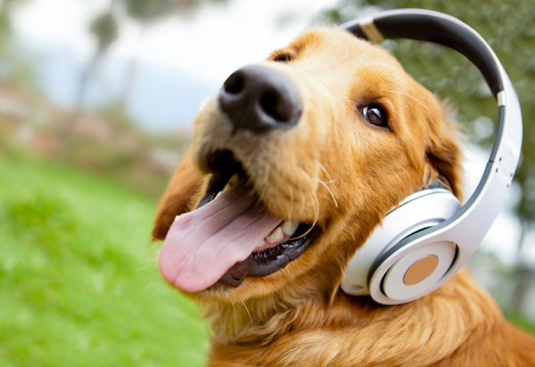 Picture of Dog